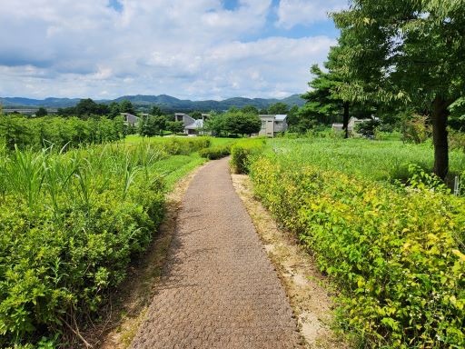 바람개비 언덕